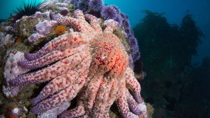 A giant sunflower sea star