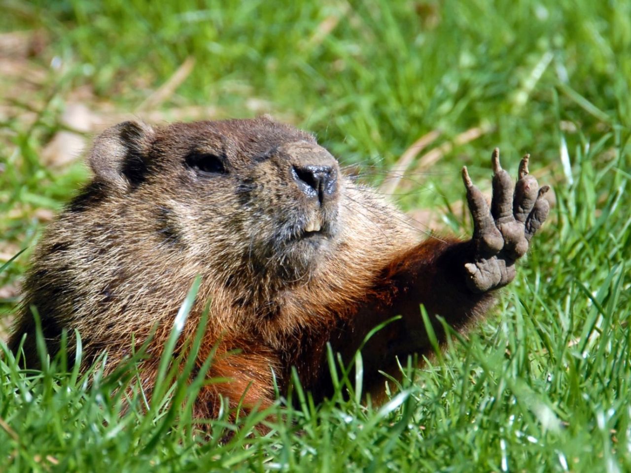 Groundhog