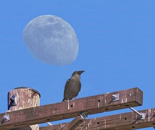 American crow on fence staring at the moon