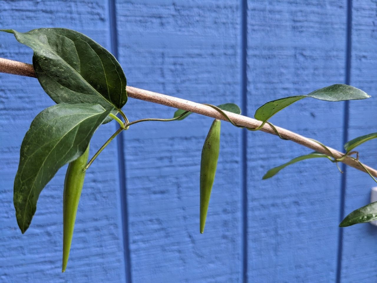 Black swallow wort vine with seed pods wrapped around a branch in front of a blue background