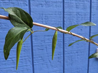 Black swallow wort vine with seed pods wrapped around a branch in front of a blue background