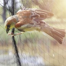 A bird tangled in plastic netting