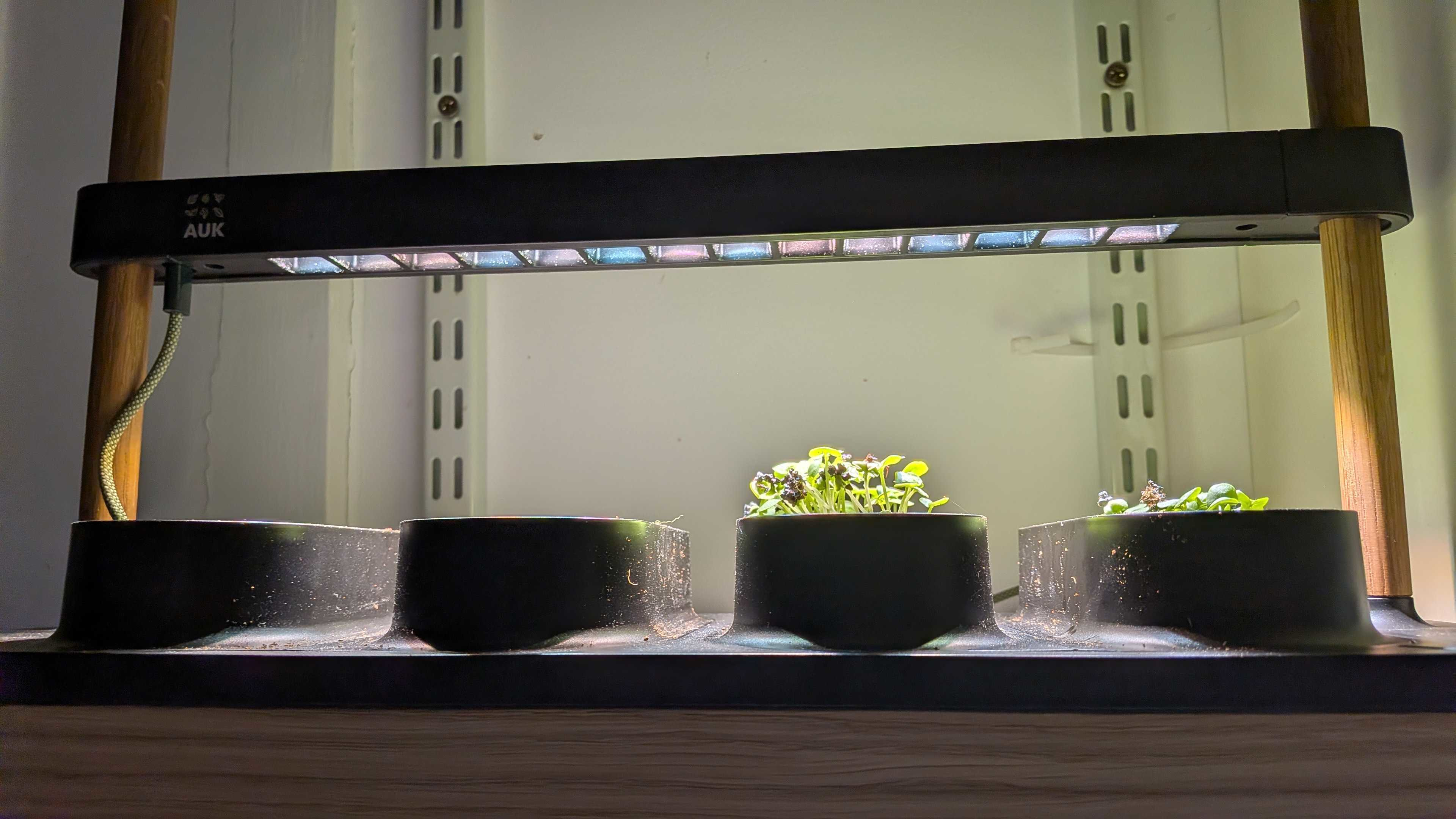 Growing herbs in the Auk Mini 2