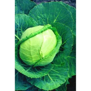 Flat Dutch Cabbage