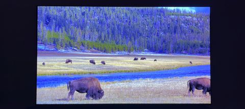 Samsung S95C TV screen showing bison in field