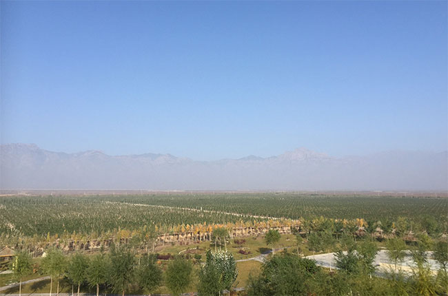 Chateau Mihope vineyards, ningxia