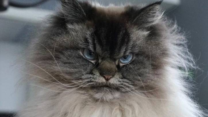 Meet Merlin, the grumpy Ragdoll cat with the perfect sister