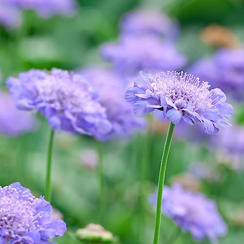 Clovers Garden Scabiosa Butterfly Blue (pincushion) Plants &amp;ndash; Two (2) Live Plants &amp;ndash; Non-Gmo - Not Seeds - Each 4" to 8" Tall &amp;ndash; in 4" Inch Pots &amp;ndash; Low Growth, Great for Edging, Blooms Spring to Fall