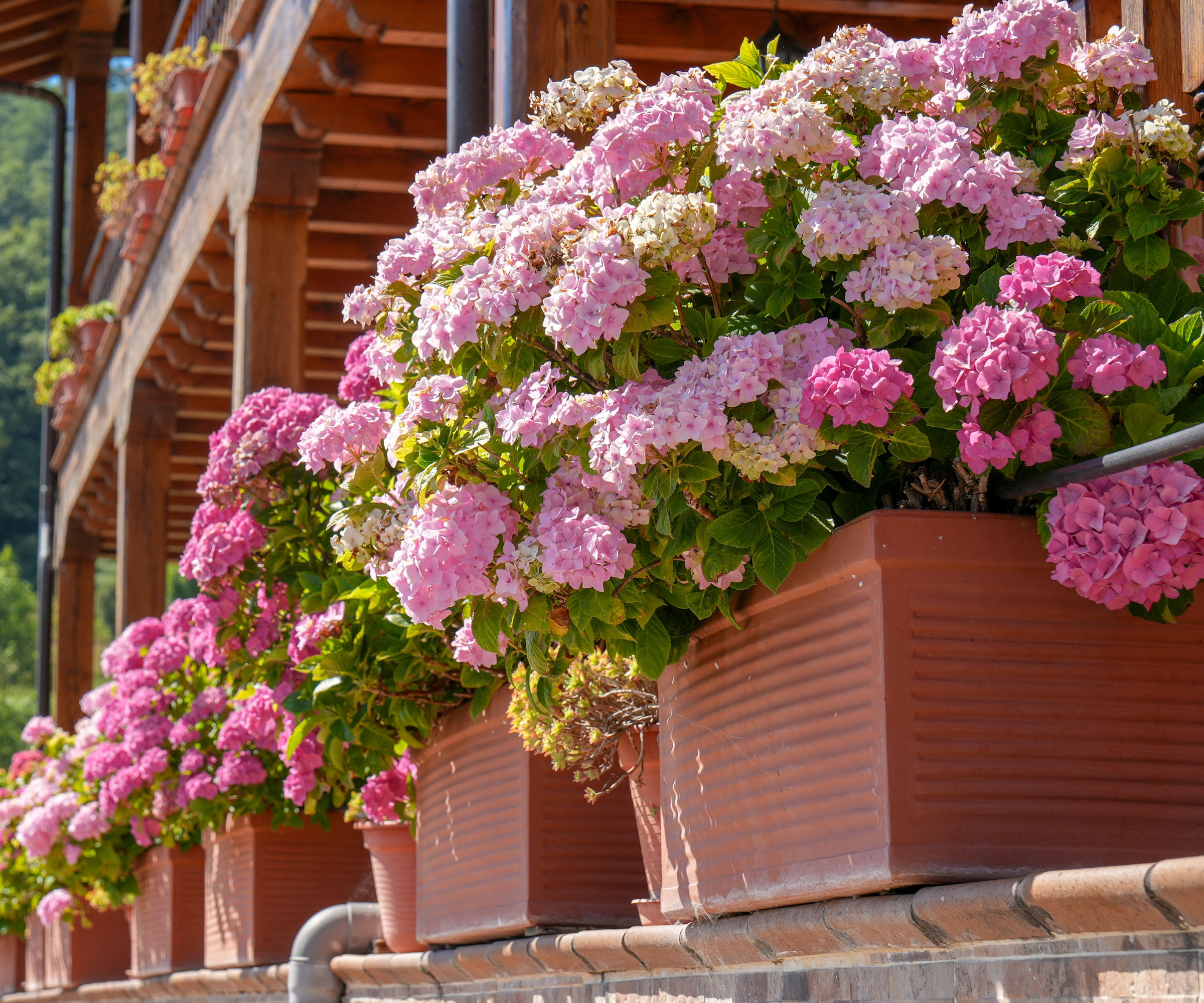 pink hydrangeas in balcony containers