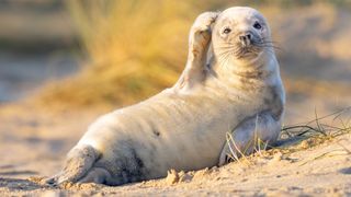 Grey Seal pup, Winterton on Sea, UK