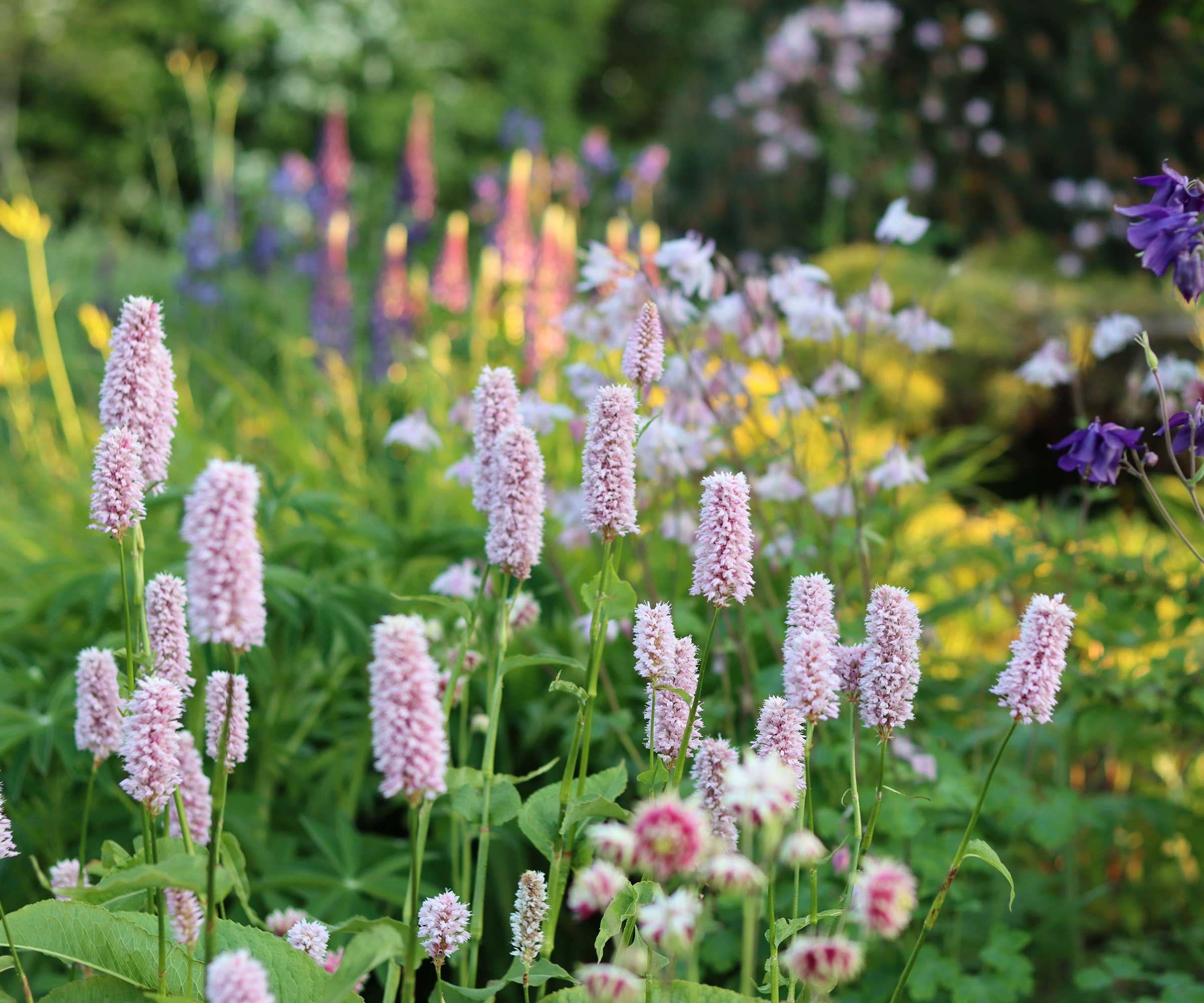 flowerbed with persicaria and aquilegia