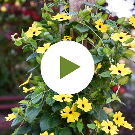 Black-Eyed Susan Vine