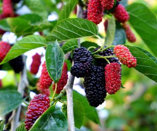mulberry tree with red and black fruits