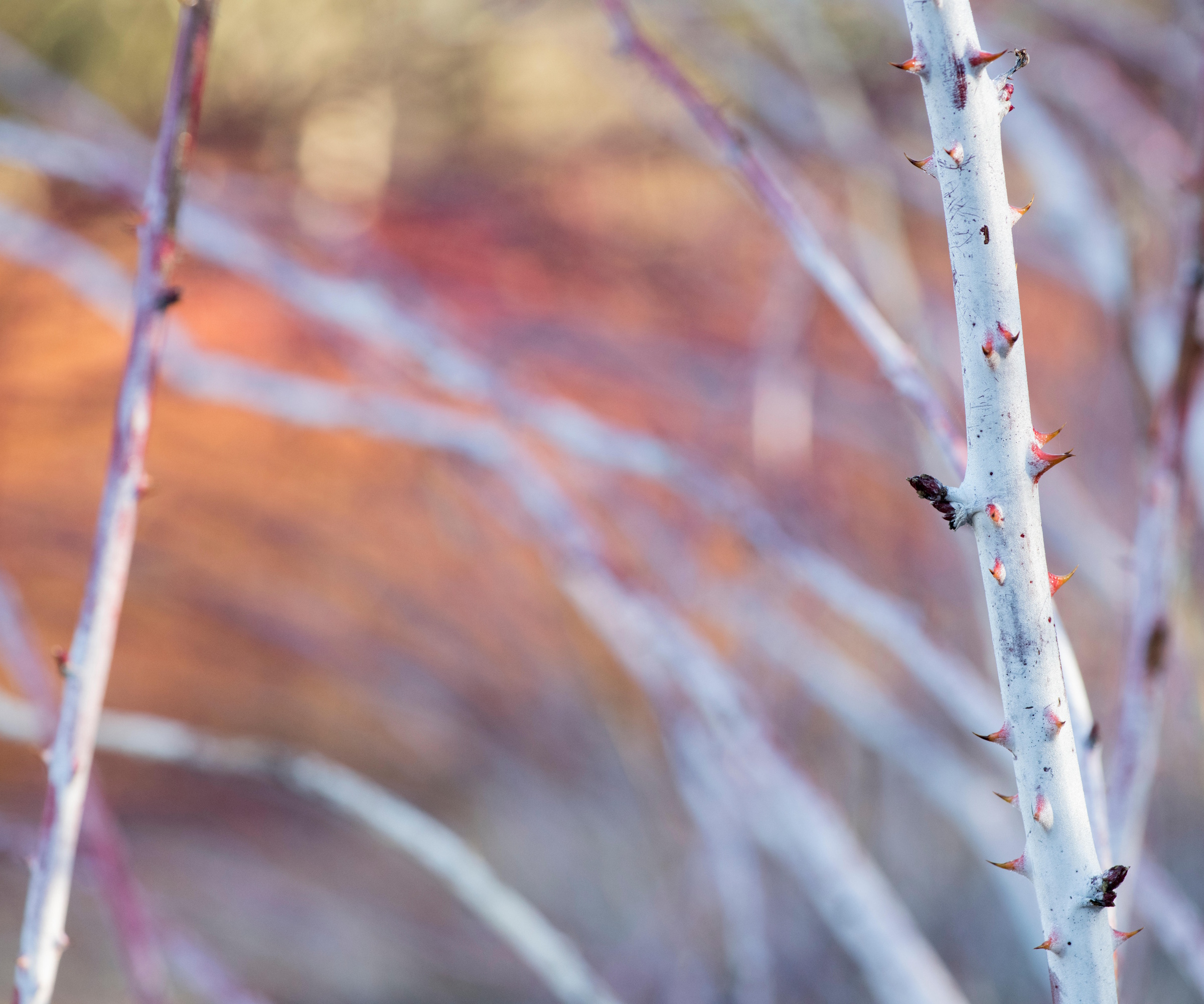 Rubus cockburnianus. White-stemmed bramble