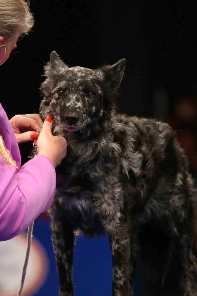 The Mudi, one of three new dog breeds featured at the National Dog Show 2022