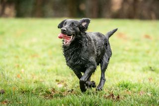 Flatcoat retrievers are full of life and fun.