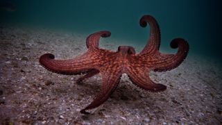 Best Netflix Documentaries - My Octopus Teacher