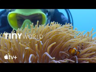 Tiny World Filming Inside The Reef