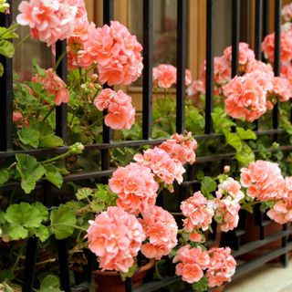 A window filled with fluffy peach geraniums