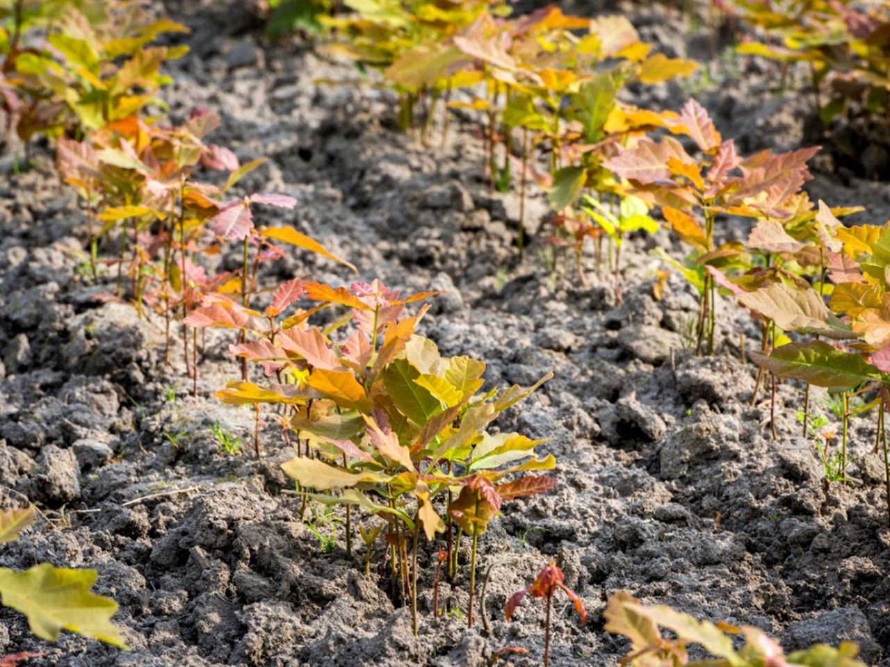 Native Plant Nuersery