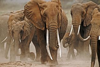 Elephants of different sizes march towards the camera, kicking dust up from the dry mud beneath them