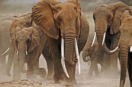 Elephants of different sizes march towards the camera, kicking dust up from the dry mud beneath them