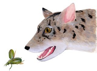 Artist's reconstruction of an early beardog (from about 38 million years ago) from Texas, based on fossils of <em>Angelarctocyon australis</em> and <em>Gustafsonia cognita</em>. 