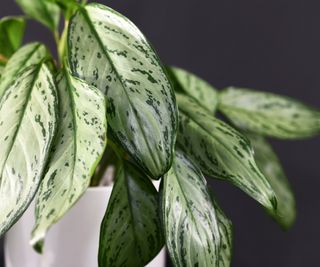 Chinese evergreen leaves