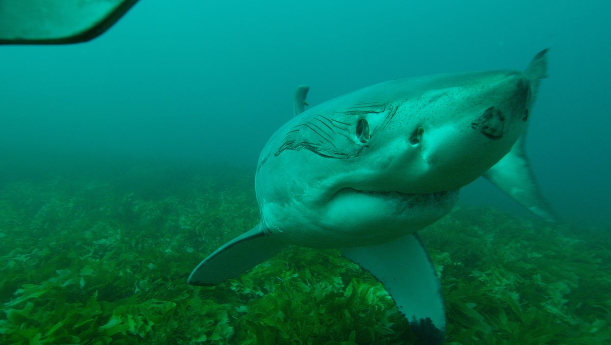 A shark looks into the camera in a promo for Discovery&#039;s Shark Week