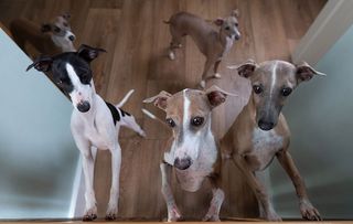 Jo Amsell with her husband Martin and her Italian Greyhounds