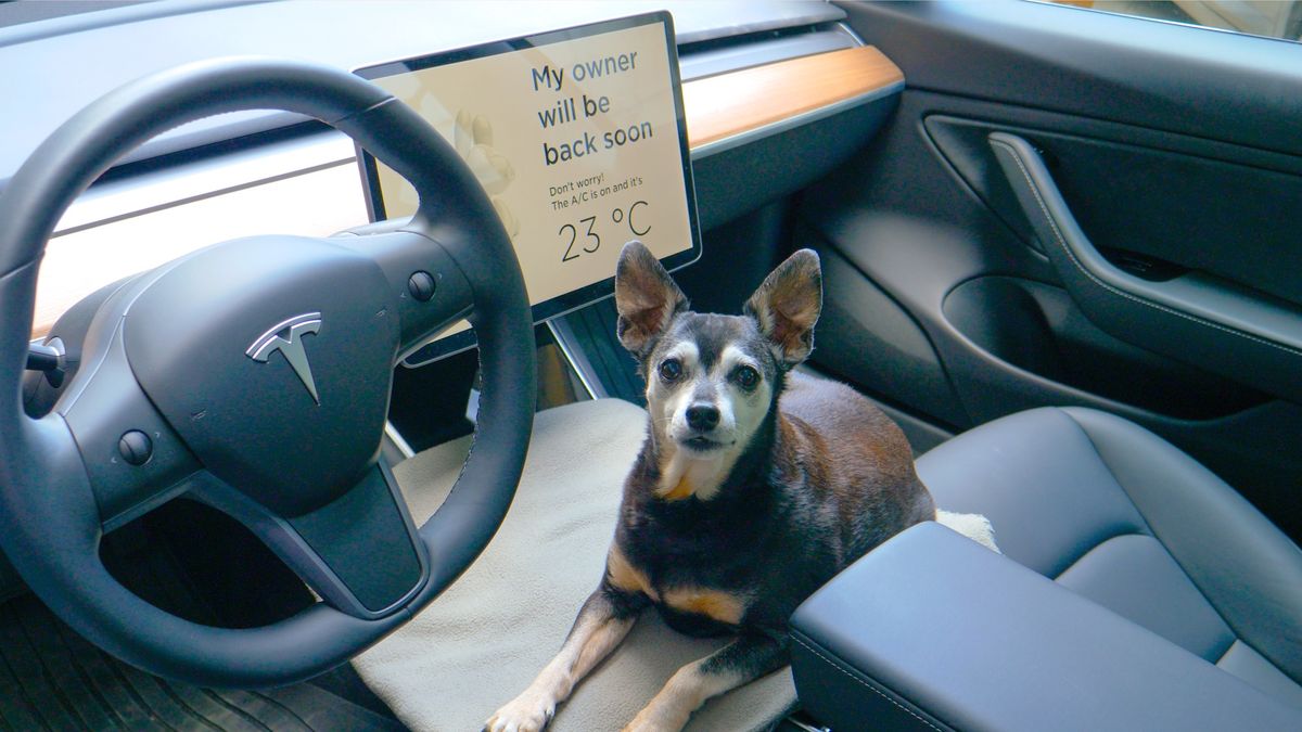 Tesla’s Dog Mode is reportedly in ruff shape — what you need to know ...