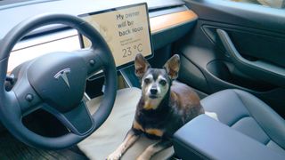 dog mode in Tesla with dog in front seat