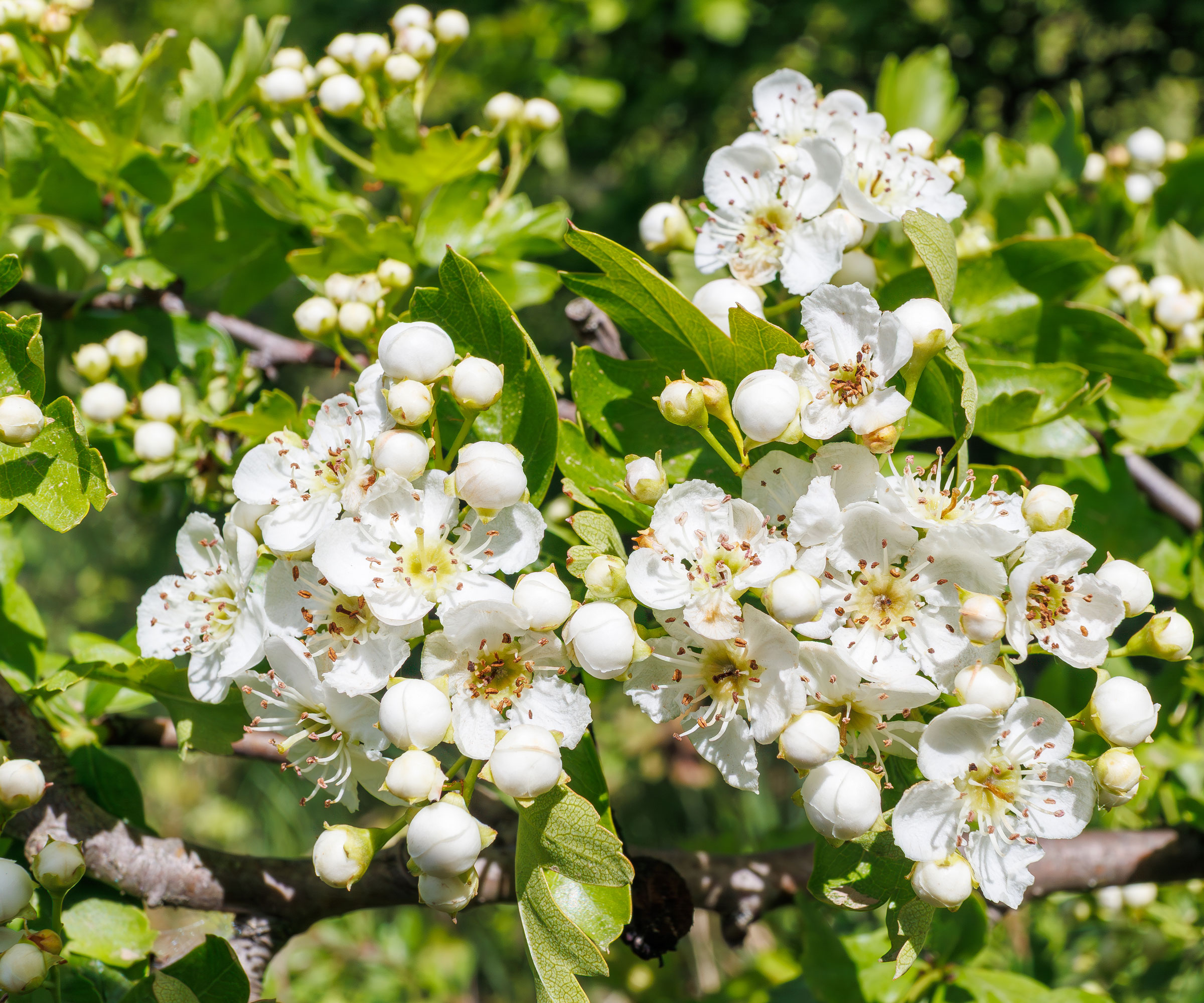 white hawthorn flowers on shrub
