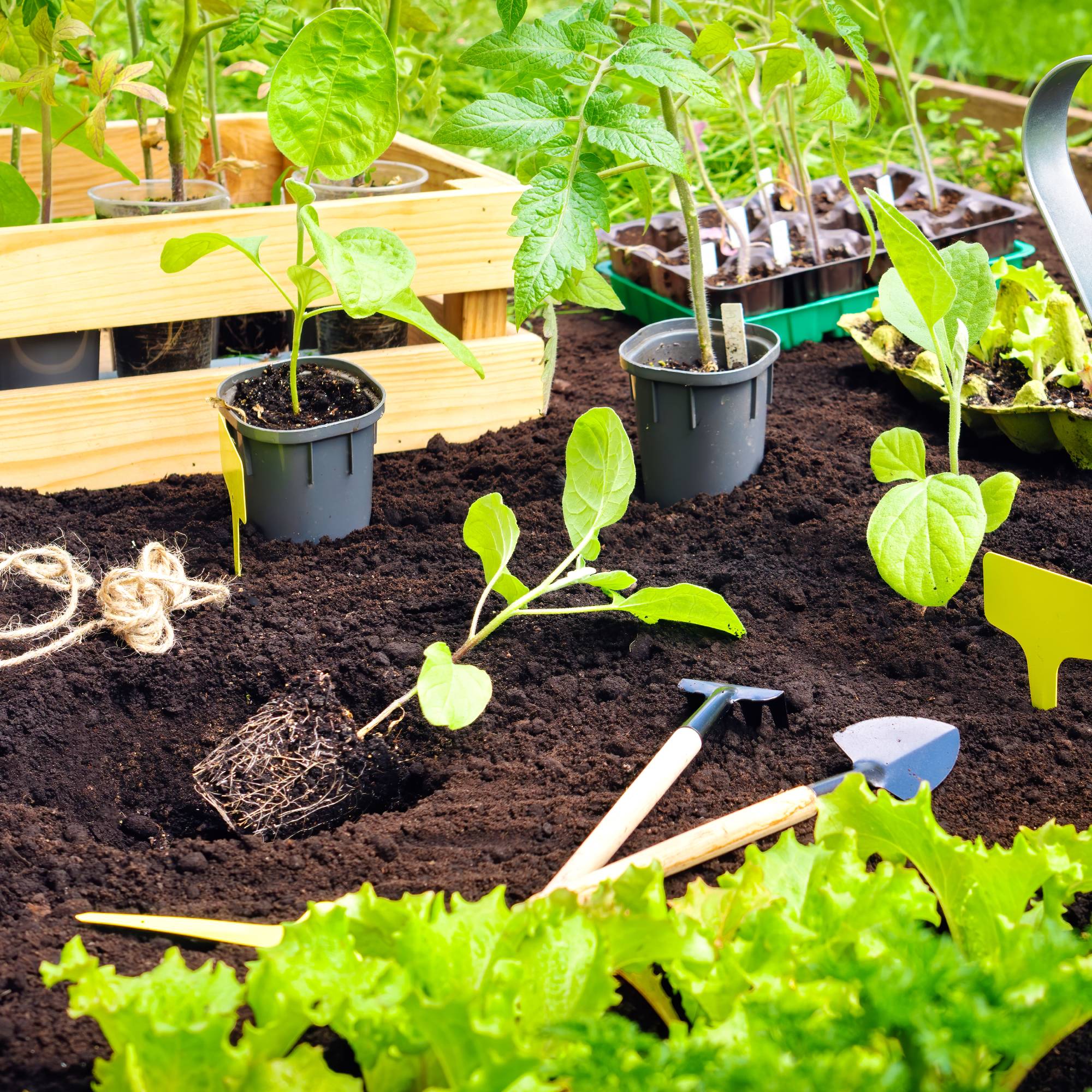 Planting vegetable seedlings