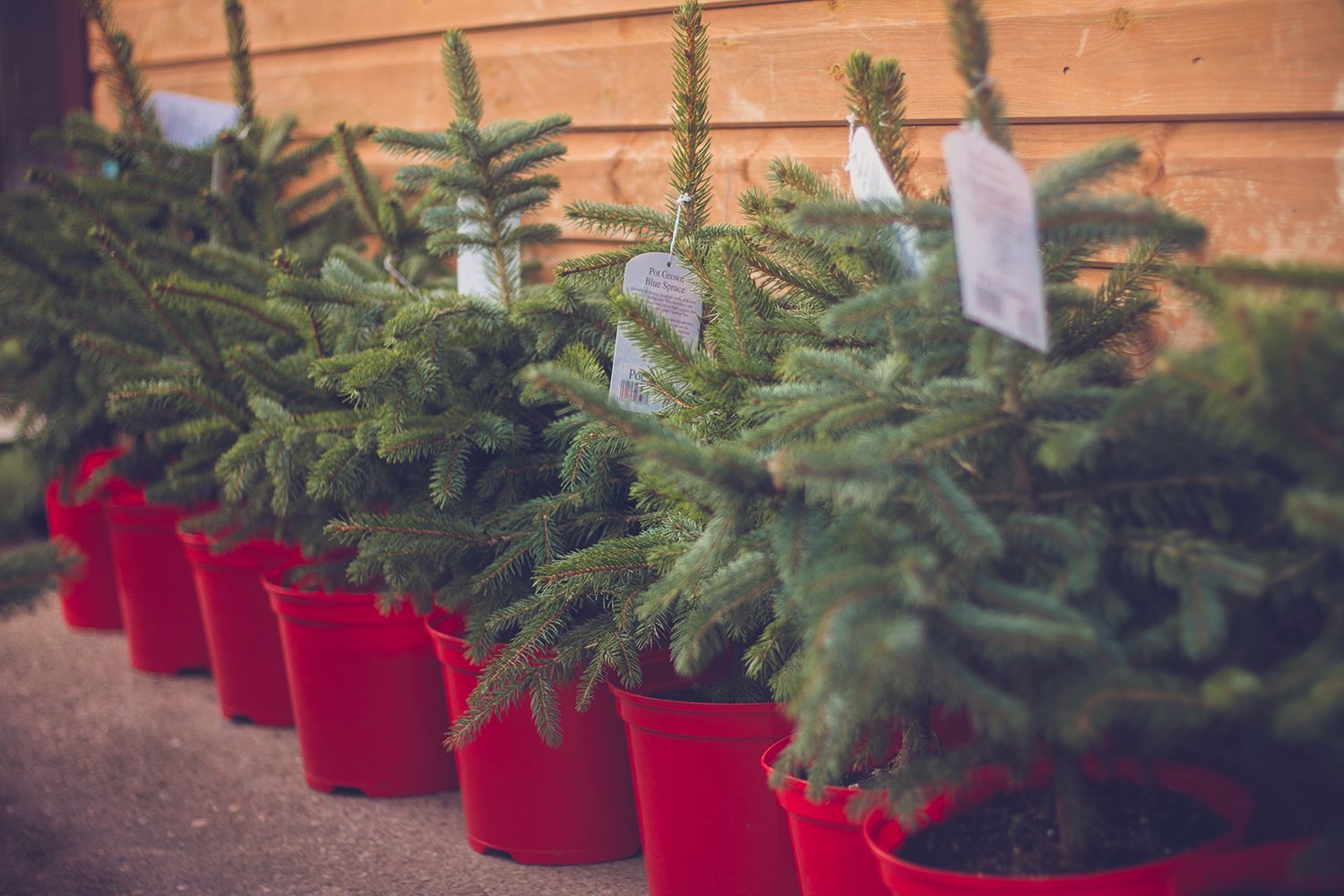 Real Christmas trees delivered your guide to the best in the UK