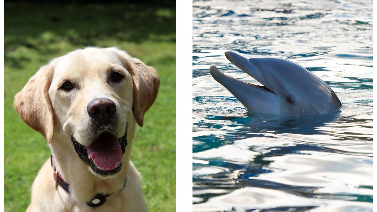Side-by-side comparison of a Labrador retriever and a dolphin, both appearing cheerful, friendly and as though they are permanently smiling.