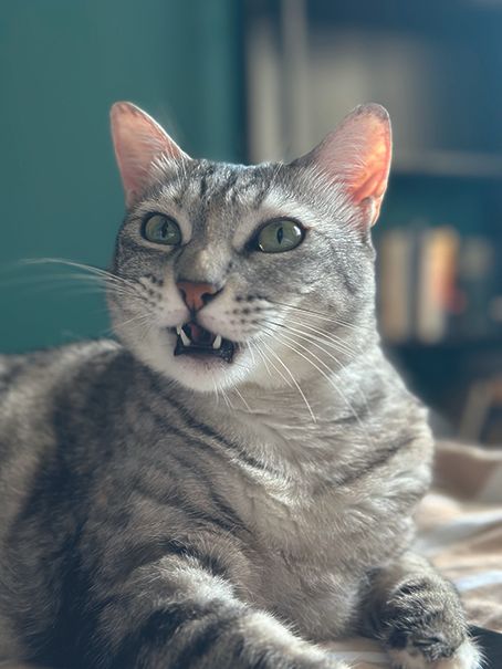 image of Aviad Sajevitch's cat