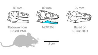 This hypothetical cranial reconstruction based on the newly analyzed jawbone (blue), next to other hypothetical reconstructions from other datasets (left and right), indicates that embryonic tyrannosaurs had heads about the size of a modern mouse.