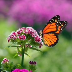 plants butterflies love Orange monarch butterfly on carnation flowers in the garden