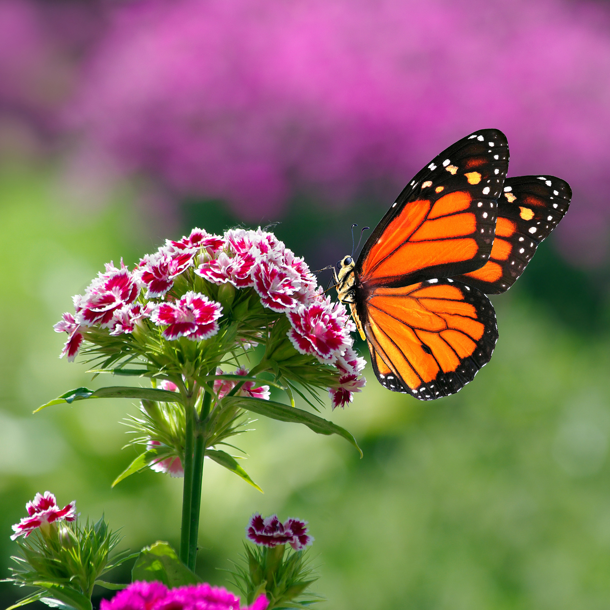 plants butterflies love Orange monarch butterfly on carnation flowers in the garden