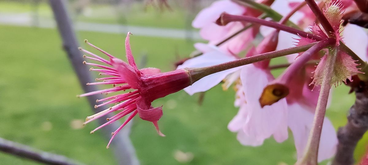 OnePlus 9