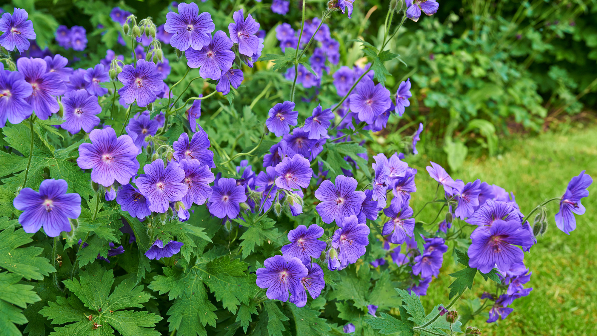 Meadow Cranesbill