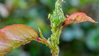 Aphids on a rose bud