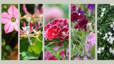 a collage of 5 of the best fragrant garden plants to make a garden smell nice