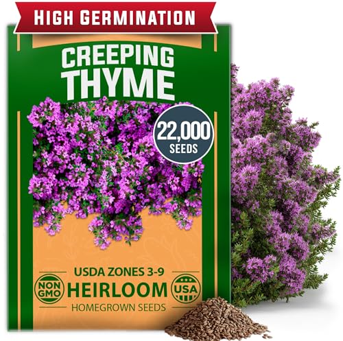 Home Grown Purple Creeping Thyme Seeds Non-Gmo Ground Cover Flowers 22000+ Edible Herb Seeds for Planting Lawns &amp;amp; Paths 3g Perennial Thymus Serpyllum