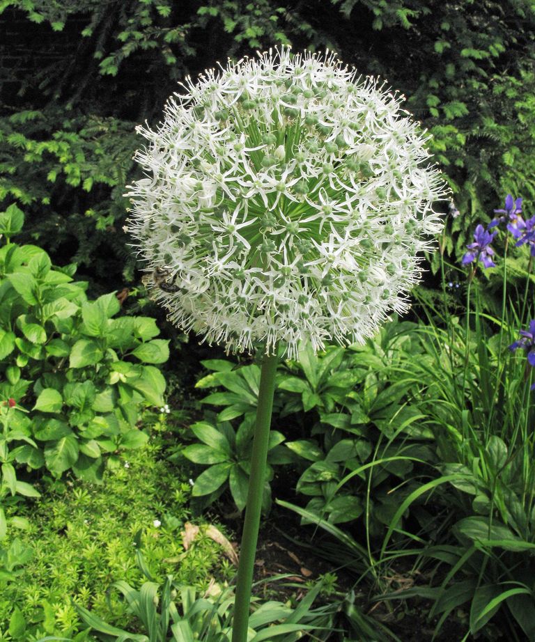 Types of alliums 15 beautiful bulbs for your garden Gardeningetc