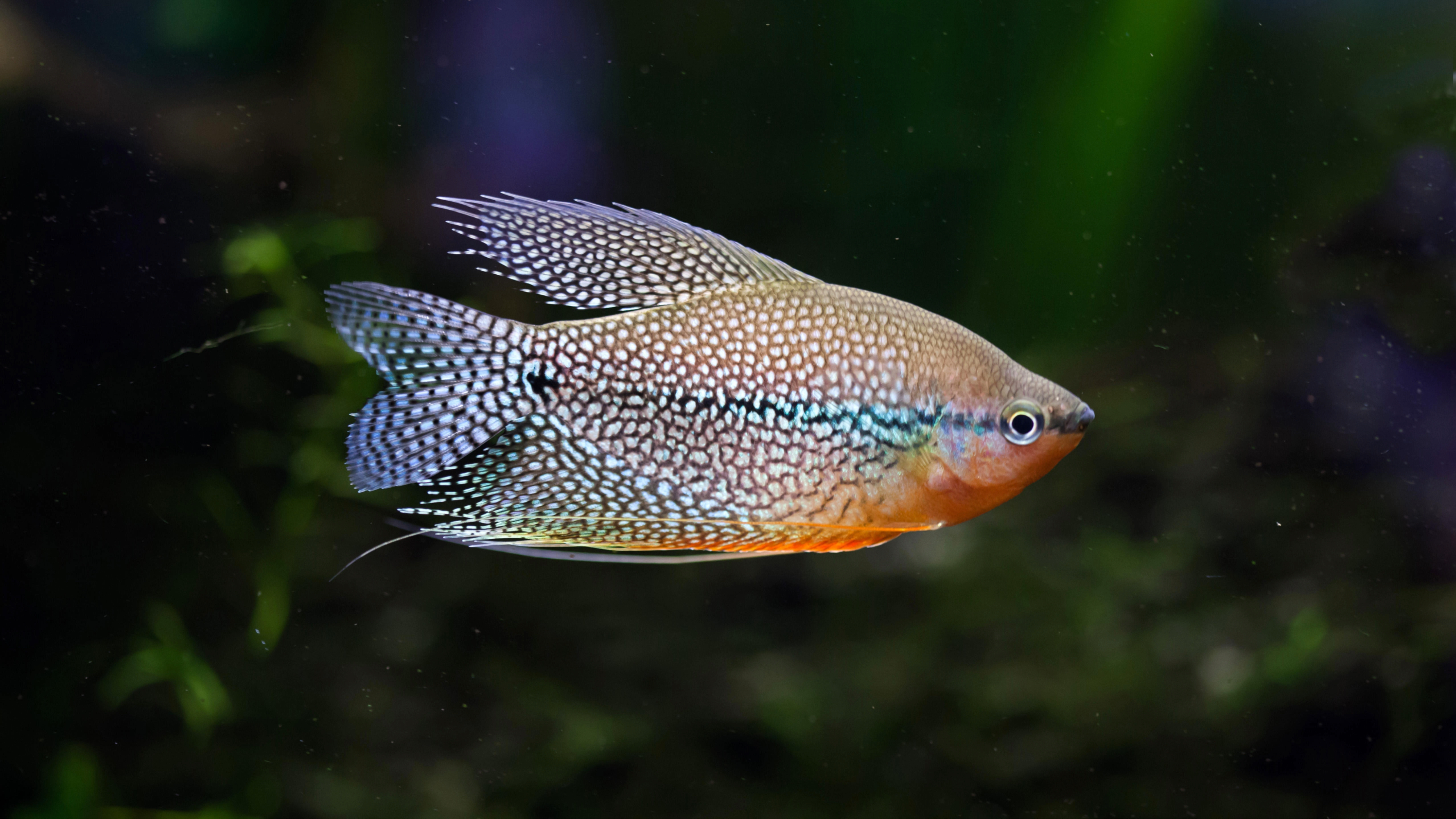 Pearl gourami