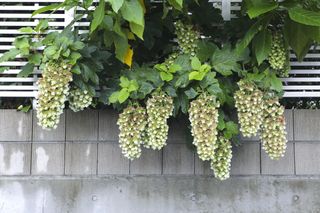 an oak leaf hydrangea hanging over a wall