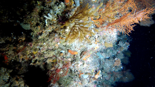 great barrier reef coral