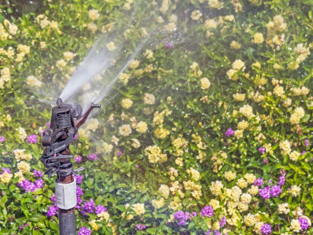 Watering Lantana Plants